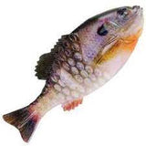 Berkley PowerBait Gilly